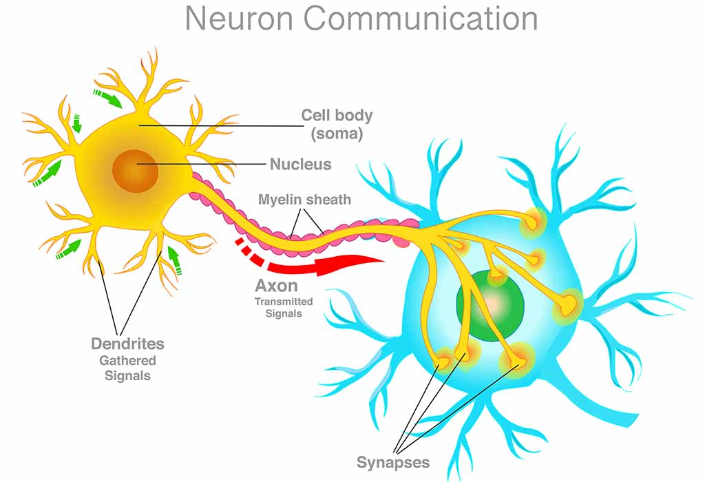 Myelination, neuron communication, neuron signal connection