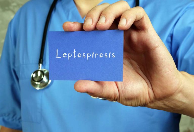 What Causes Leptospirosis in Dogs and How to Prevent It
