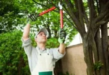 How to Prune And Trim a Tree HOW TO PRUNE & TRIM A TREE