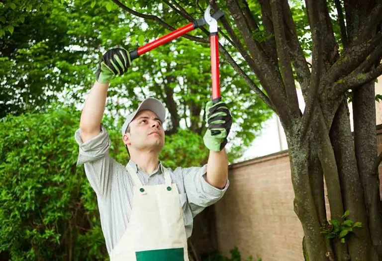 How to Prune And Trim a Tree