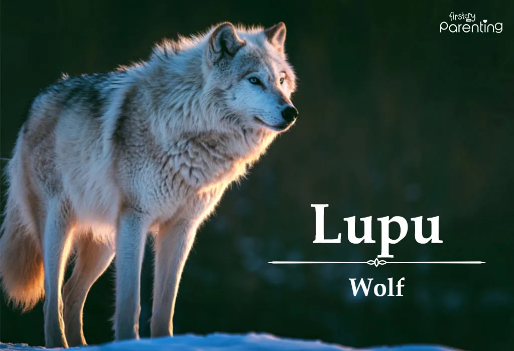 Lupu - Romanian Last Names or Surnames with Meanings