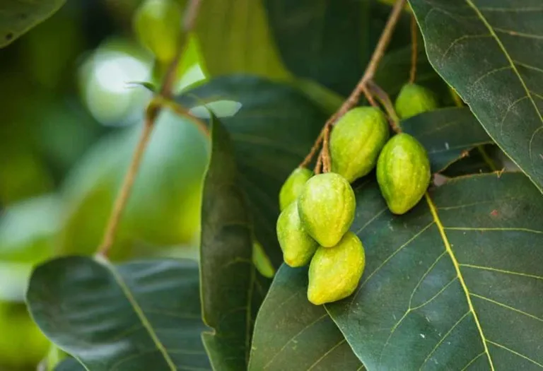 Health Benefits of Haritaki (Terminalia Chebula) for Children and Adults