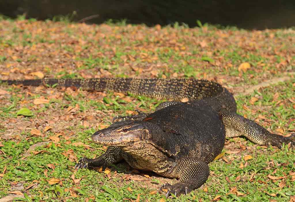 Monitor Lizards