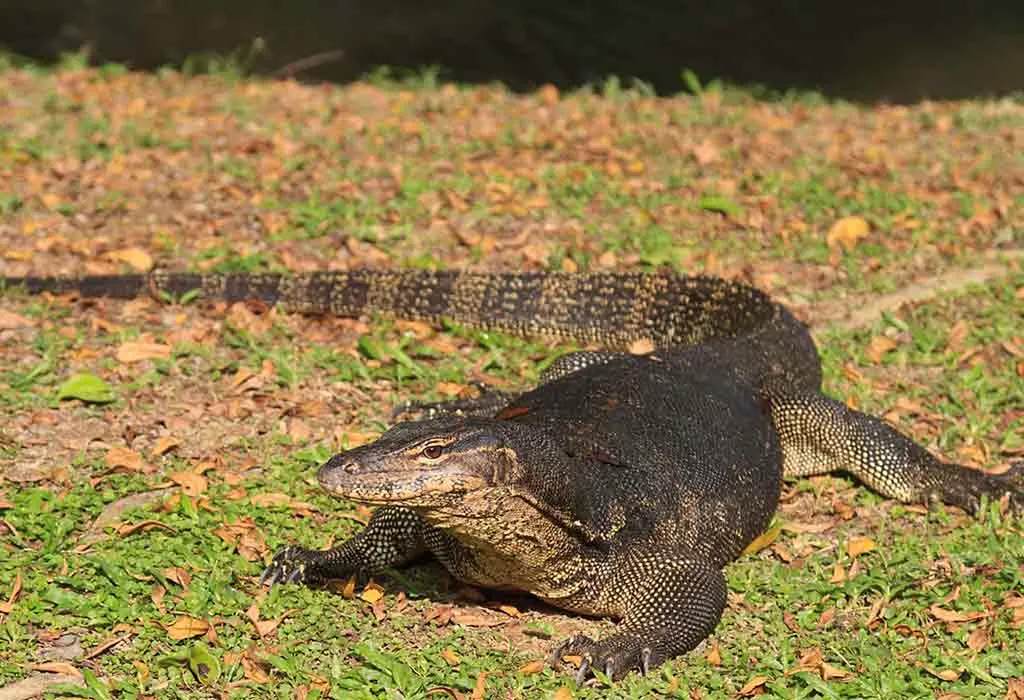 Monitor Lizards