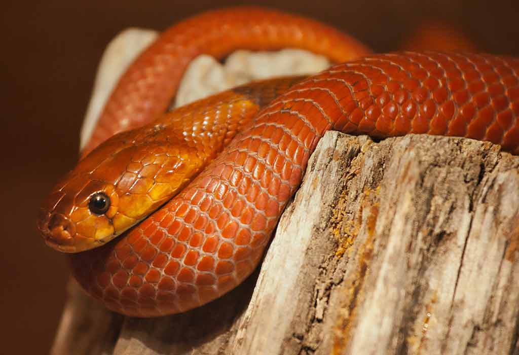 River Snakes