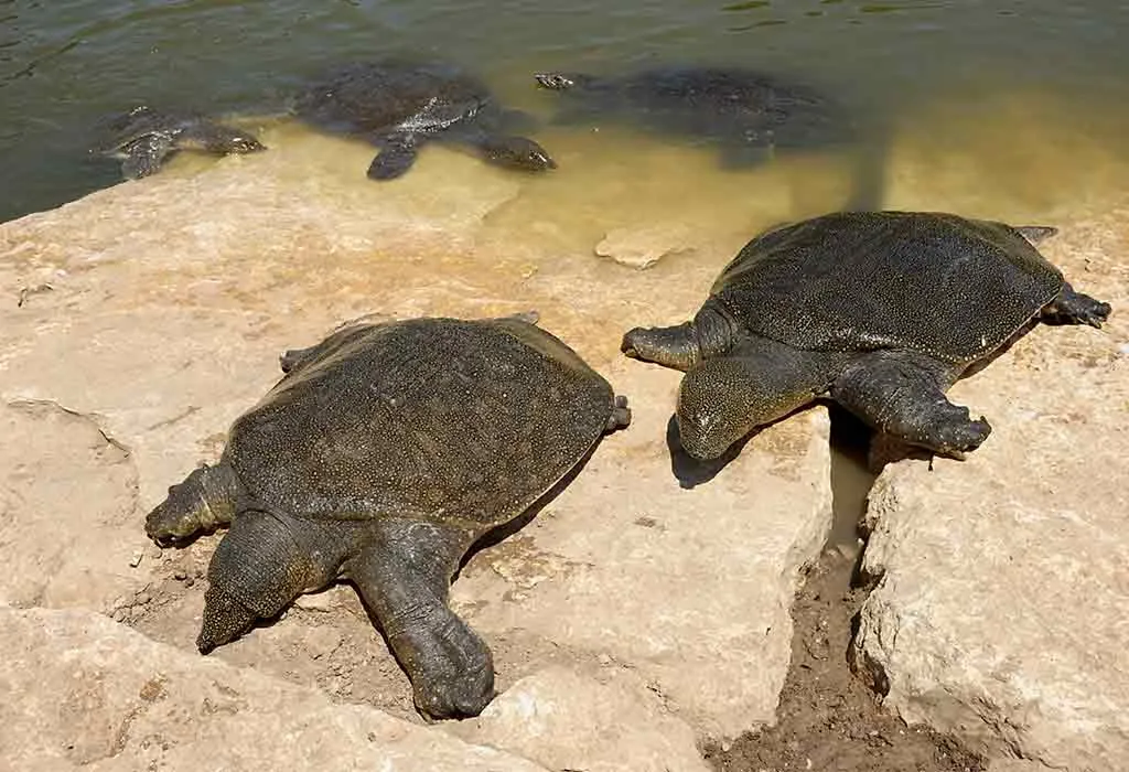 Soft-Shelled Turtle