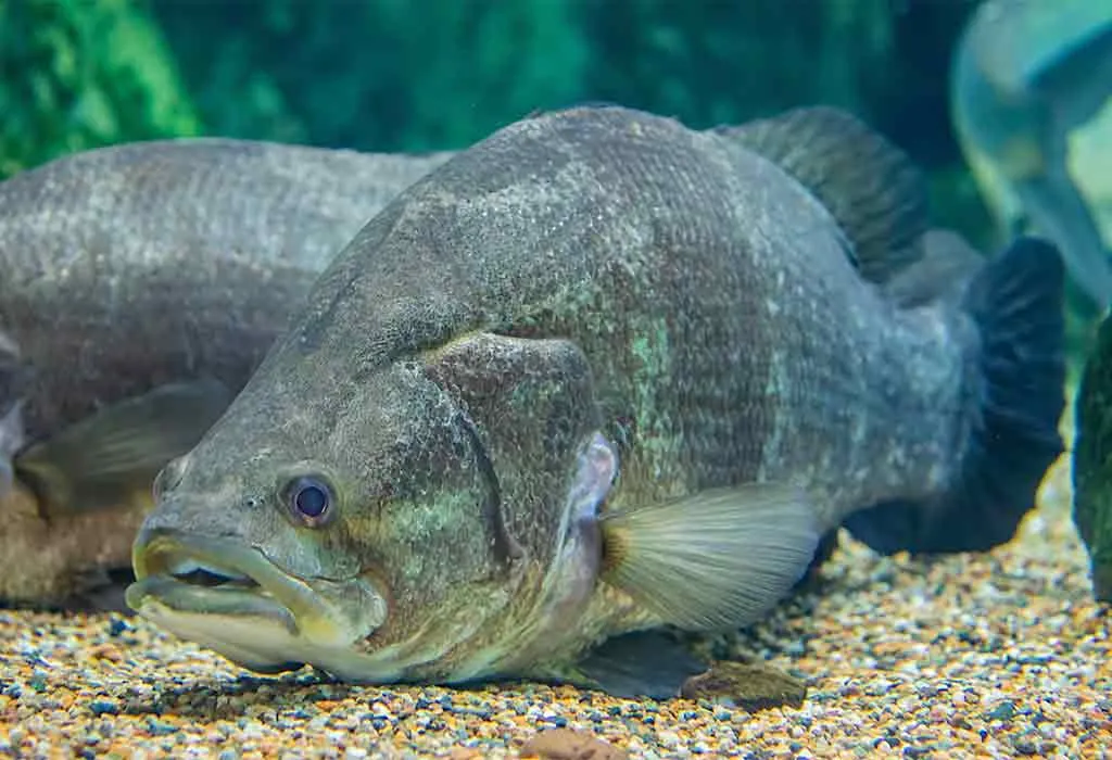 Perch