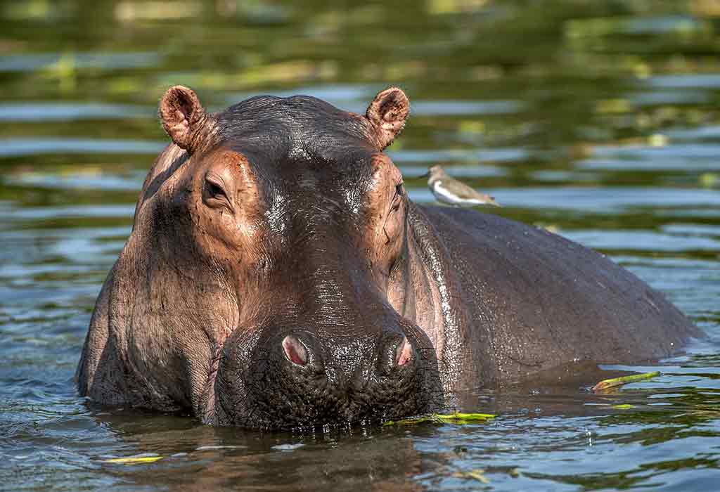 Hippopotamus