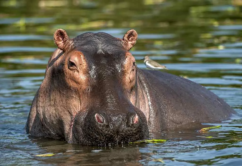 Hippopotamus