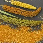 must-know benefits of carrot