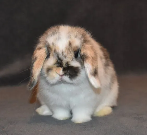 fluffy bunny breed