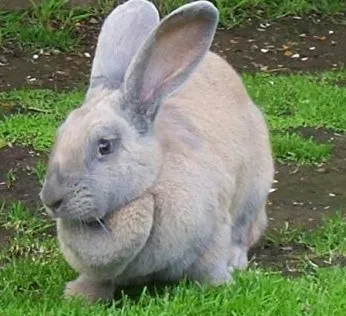 The Pets Dialogue : Jersey Wooly Rabbit: The Quiet And Calm