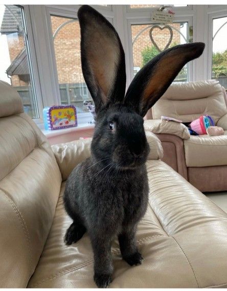 Longest best sale living rabbit