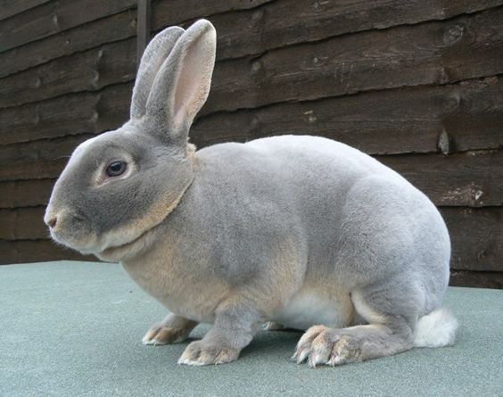 30 Best & Cutest Rabbit Breeds To Keep As Pets