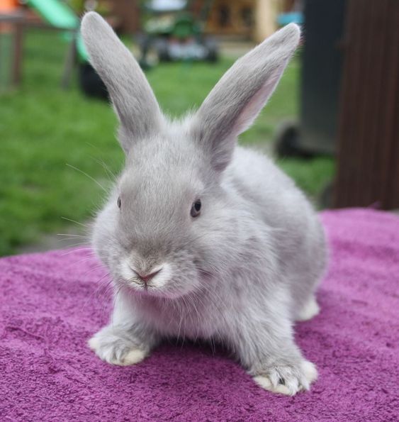 30 Best & Cutest Rabbit Breeds To Keep As Pets