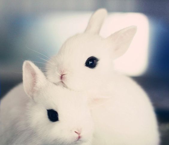 30 Best & Cutest Rabbit Breeds To Keep As Pets