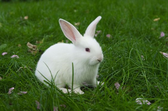 30 Best & Cutest Rabbit Breeds To Keep As Pets