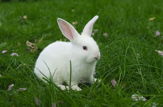 Best Cutest Rabbit Breeds To Keep As Pets