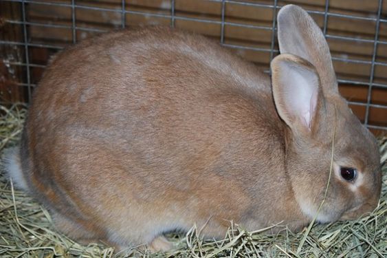 30 Best & Cutest Rabbit Breeds To Keep As Pets