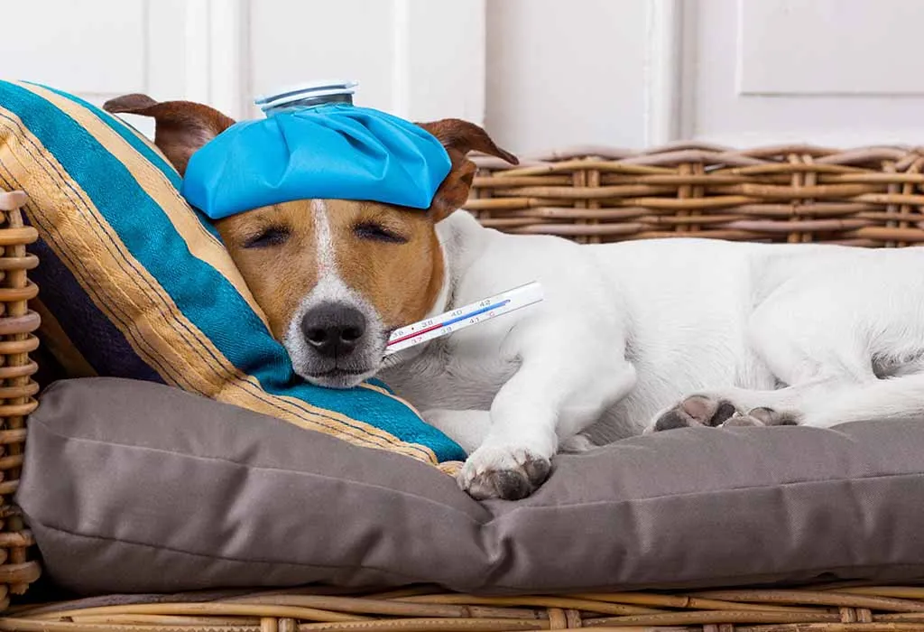 Sick Dog: Signs, Prevention & Feeding Tips