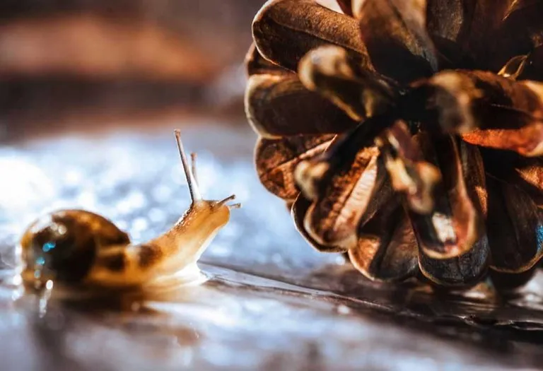 Effective Ways to Get Rid of Christmas Tree Bugs