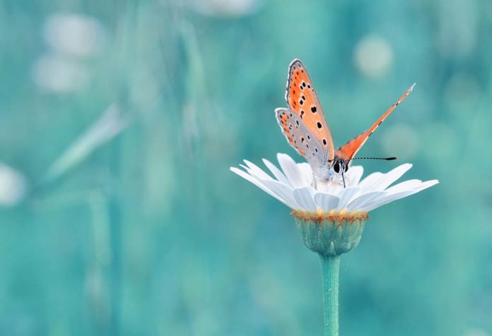 northwest-butterflies-naming-lepidoptera-butterfly-species-monarch