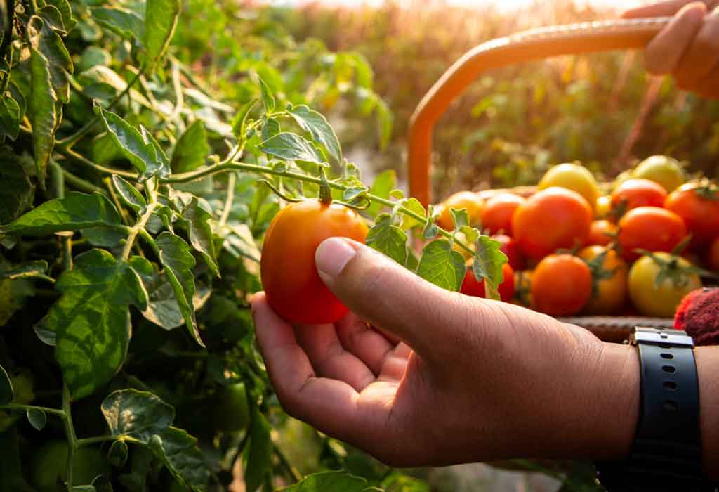 HOW TO HARVEST CHERRY TOMATOES
