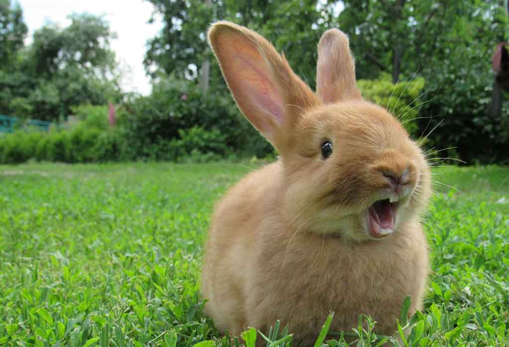 pet rabbit pictures