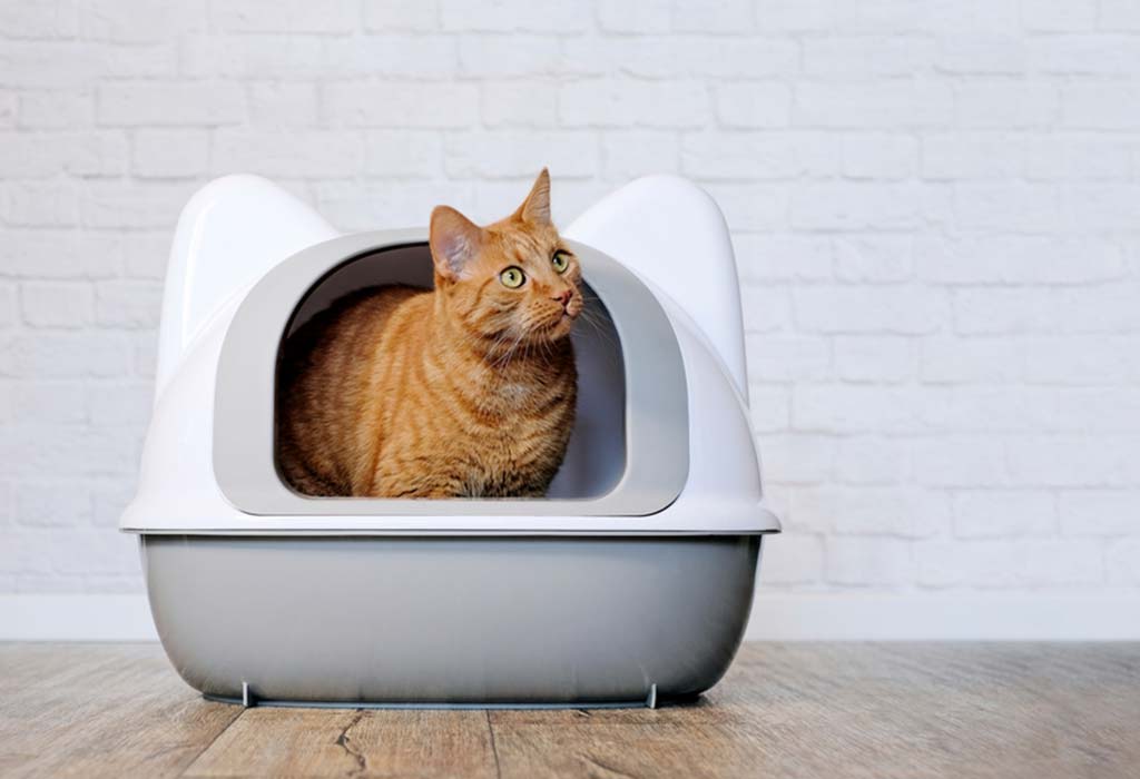 Get rid of cat litter smell in outlet house