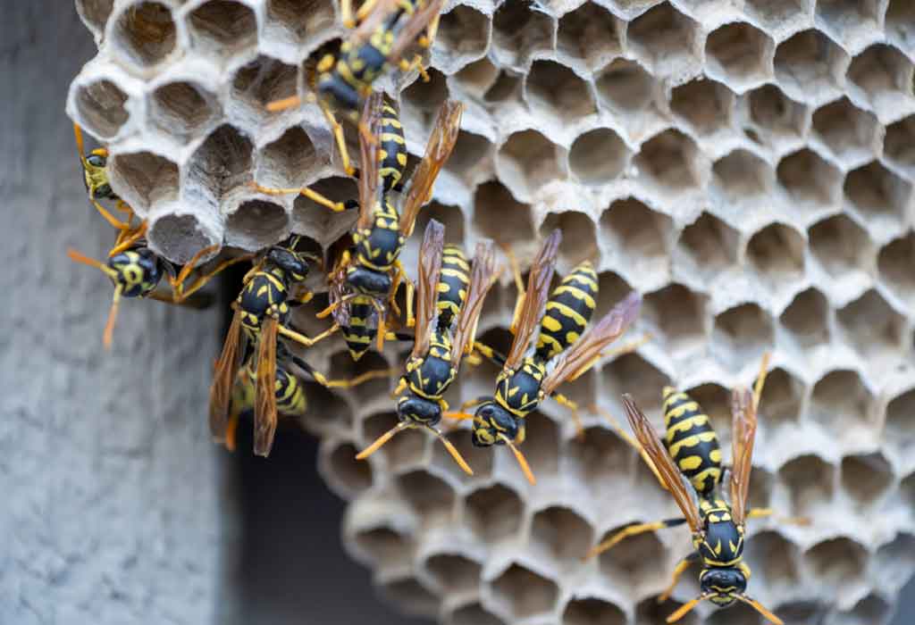 How to Get a Wasp Nest Out of Your House?