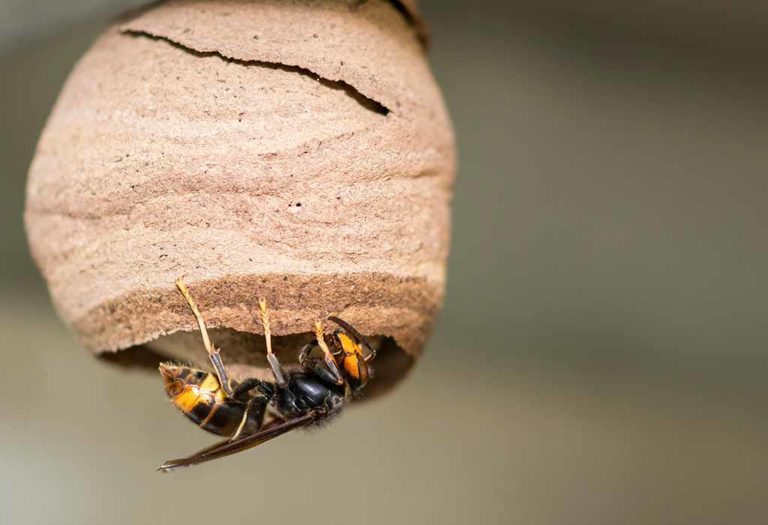 How to Get Rid of Wasps – Effective Ways and Prevention