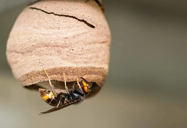 How to Get Rid of Wasps - Effective Ways and Prevention