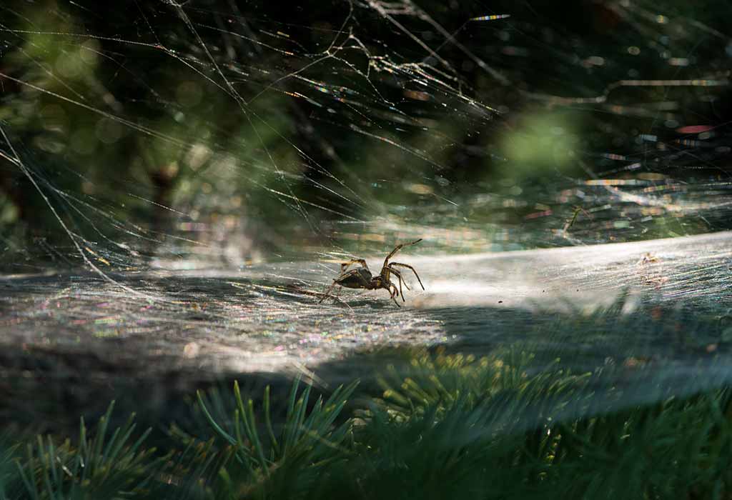 Effective Ways to Get Rid of Christmas Tree Bugs