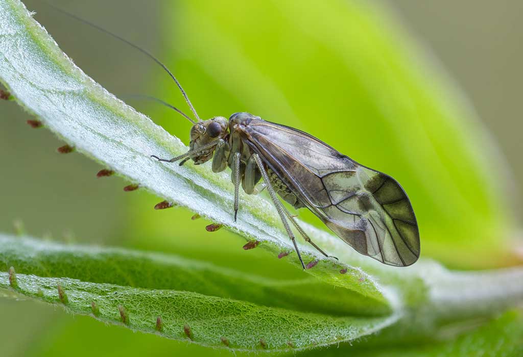 2022 Bugs In Christmas Trees Effective Ways To Get Rid Of Christmas Tree Bugs