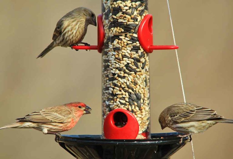 How to Clean a Bird Feeder to Prevent the Spread of Disease