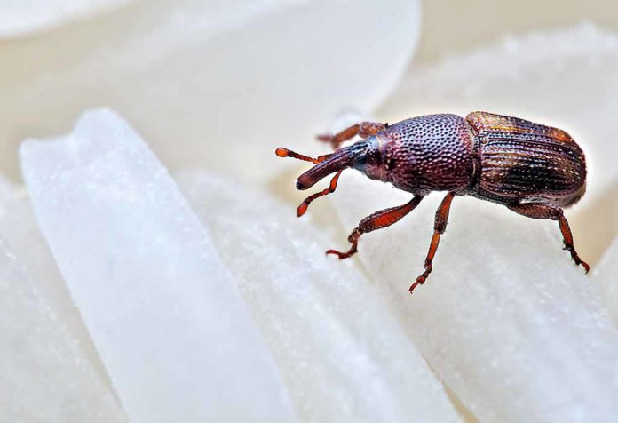 How to Get Rid of Weevils in Your House?