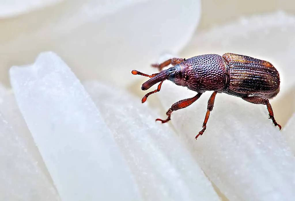 Protect Stored Grains from Weevils