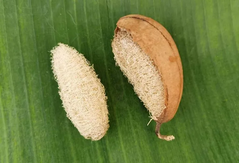 How to Grow Loofah (Luffa) in Your Garden