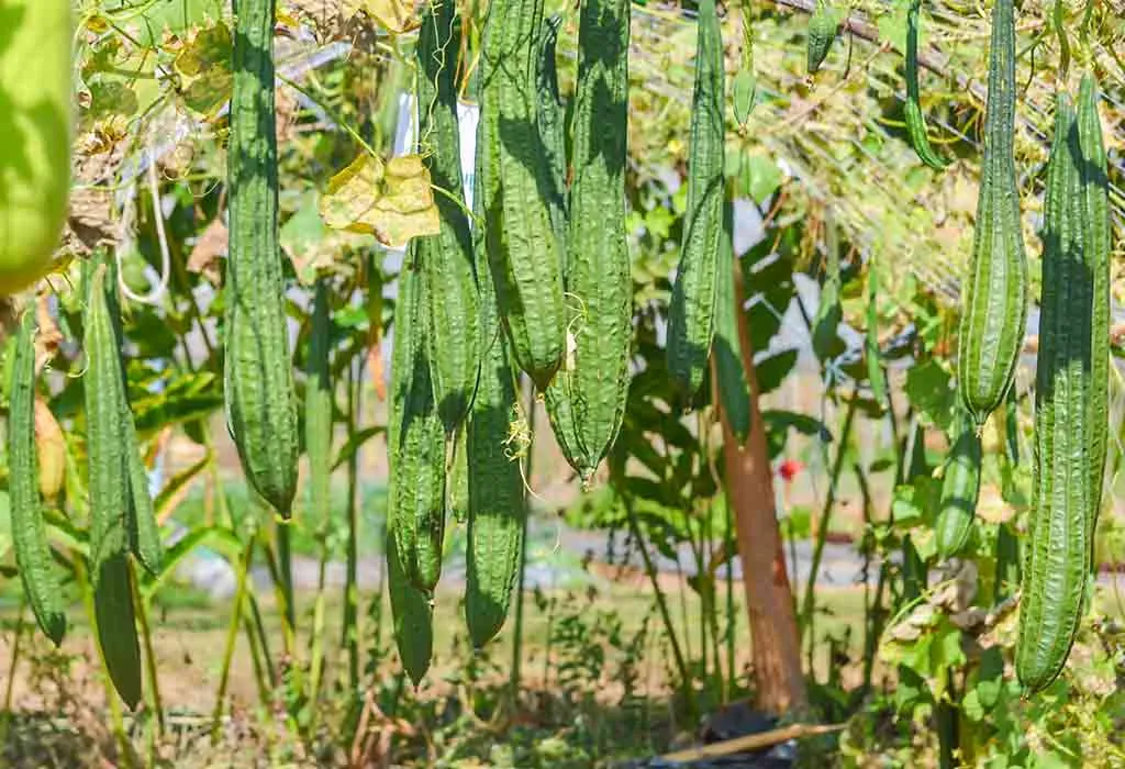 HOW TO GROW LOOFAH ON A TRELLIS