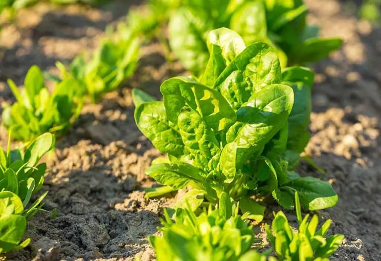How to Grow Spinach in Your Garden - Planting and Growing Tips
