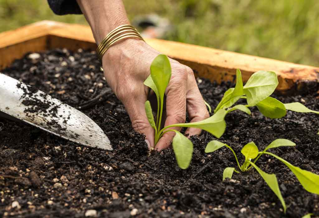 How to Plant Spinach?