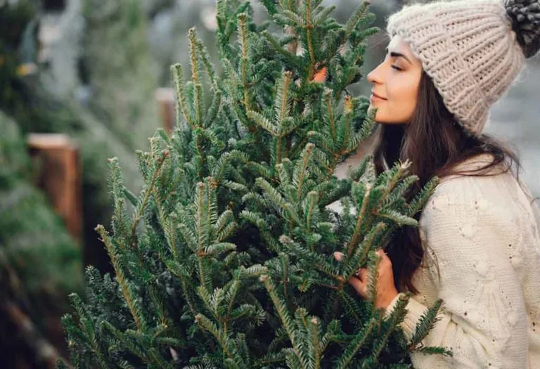 How to Keep a Christmas Tree Fresh for a Long Time