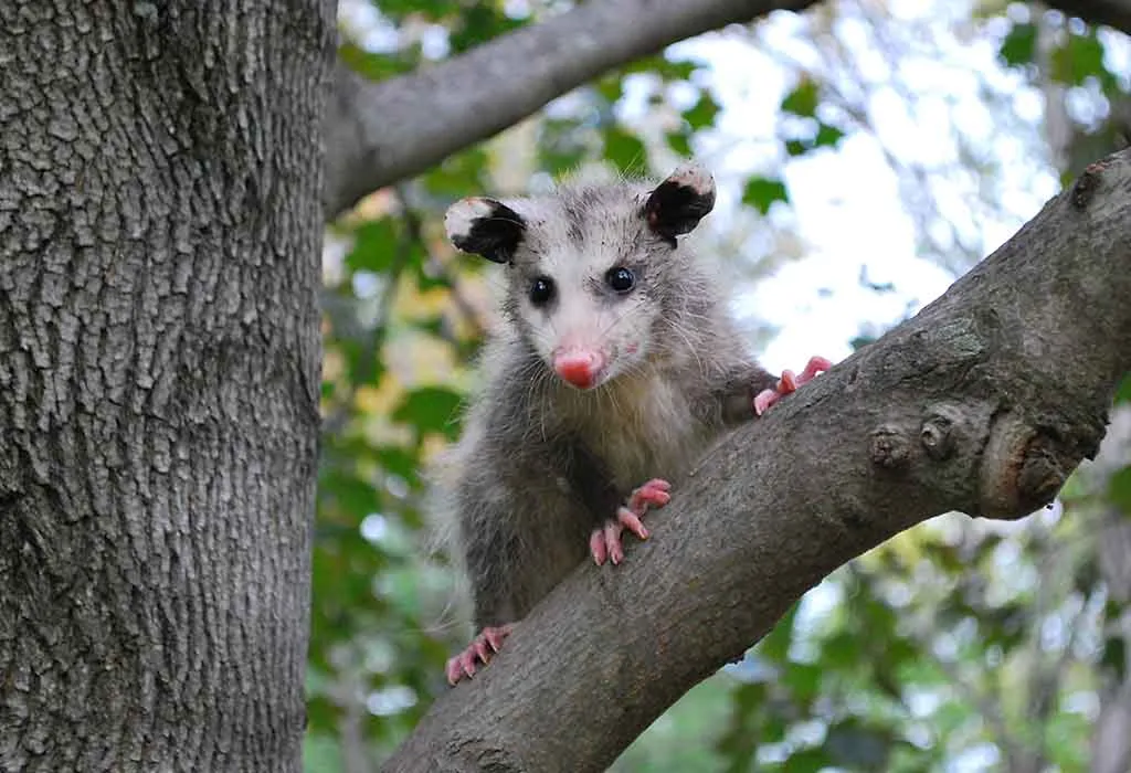 Fun Opossum Facts and Video