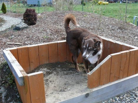 how to make backyard fun for dogs