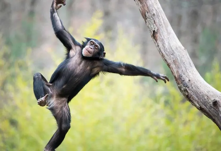 Amazing Chimpanzee Facts and Information for Kids