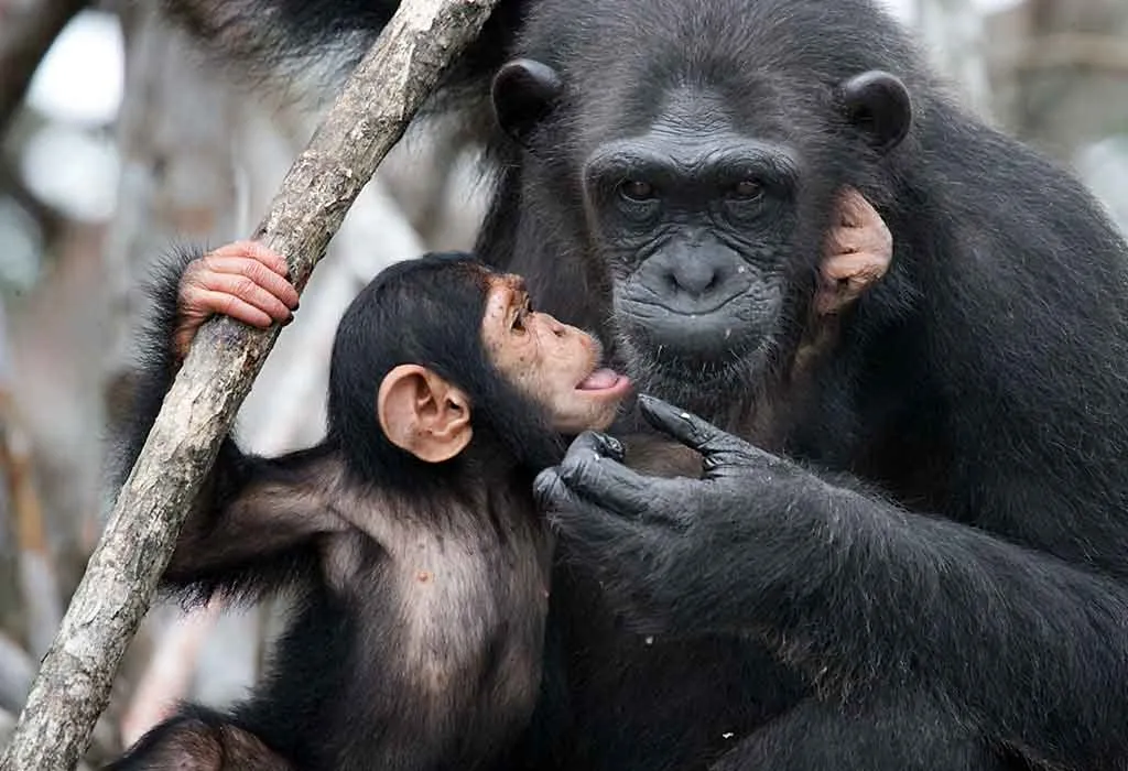 How Do Chimpanzees Communicate With Each Other?
