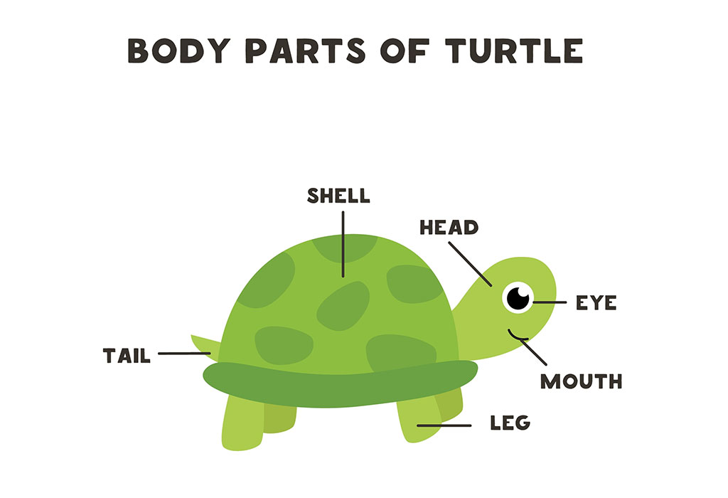 turtle external anatomy