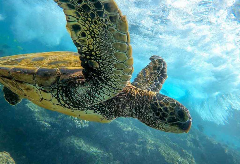 Amazing Facts About Sea Turtles for Kids