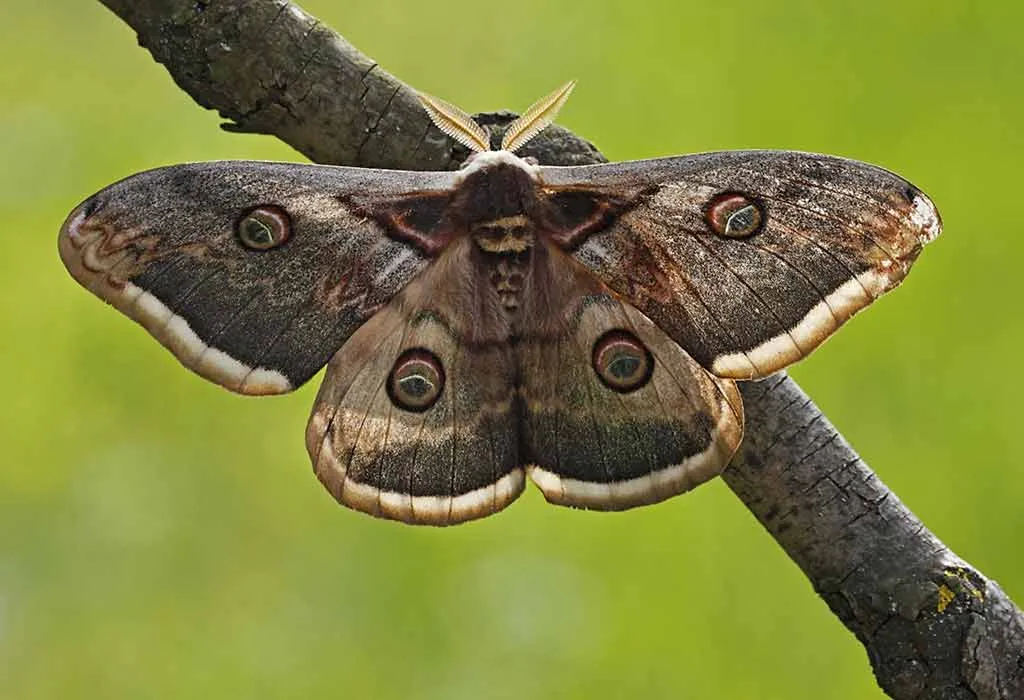 Interesting Information & Facts About Moth For Children