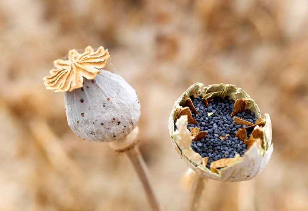 Are Poppy Seeds Safe to Consume During Pregnancy?